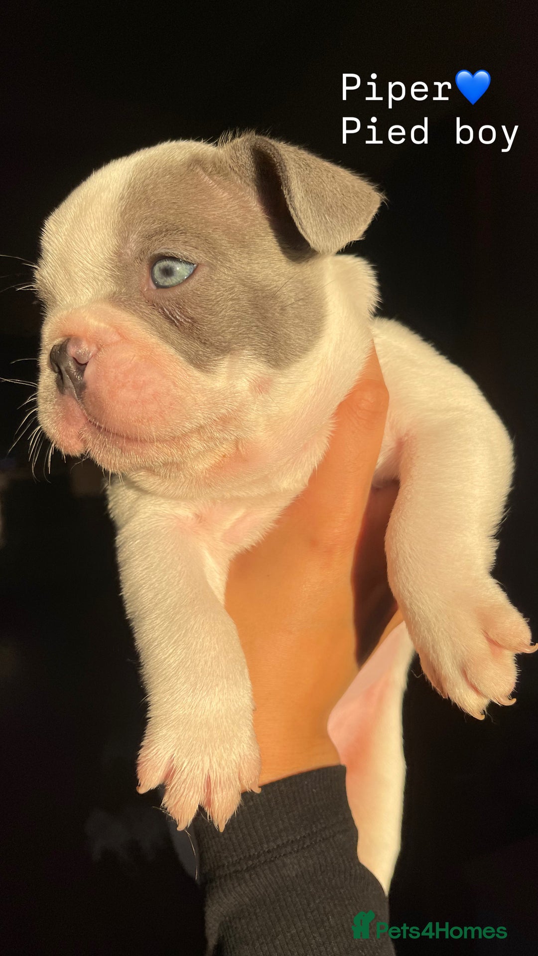 French Bulldog dogs for sale: Gorgeous pied and merle french bulldog puppies🩷💙 - Image 5