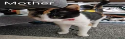 Mixed Breed cats for sale: Maine coon x british shorthair mix - Advert 3