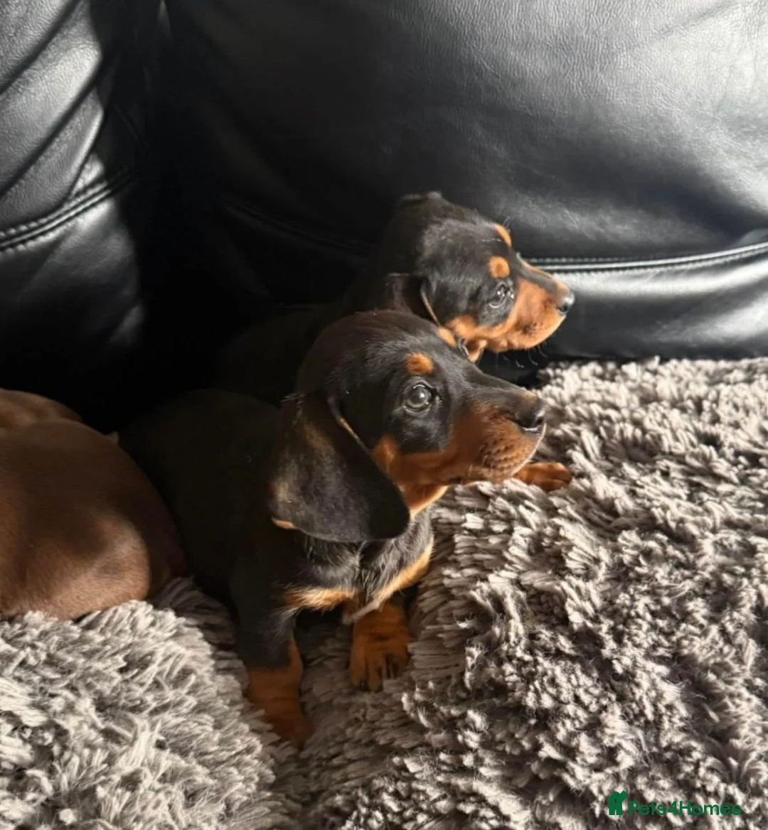 Dachshund dogs for sale: 9 Beautiful Dachshund Puppies for Sale in Pontypool - Advert 16