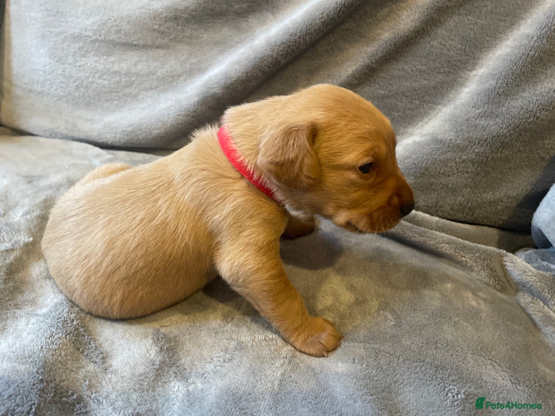 Labradoodle dogs for sale: F1b labradoodle puppies - Advert 28