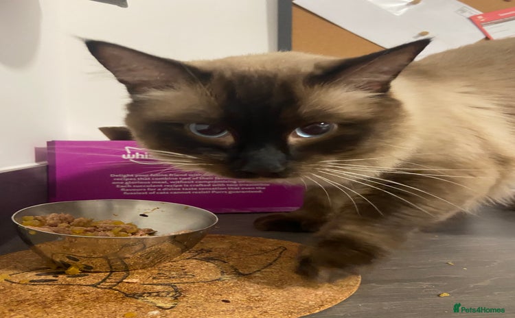 Ragdoll cats - Advert 5