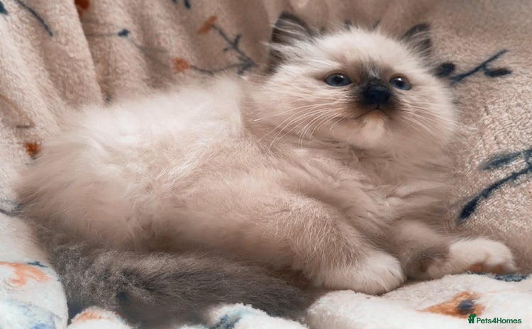 Ragdoll cats - Advert 6