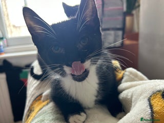 Mixed Breed cats - Advert 28