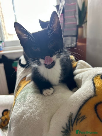 Mixed Breed cats - Advert 1