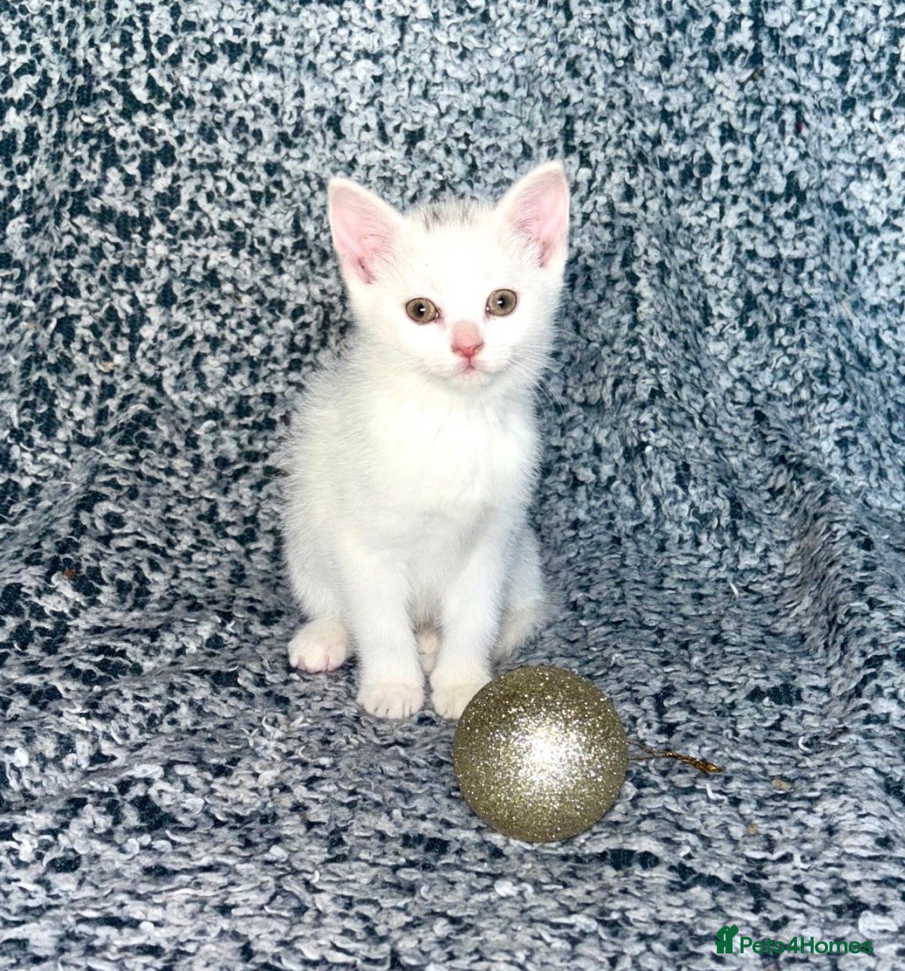 Turkish Angora cats X2 Turkish Angora Kittens - ready to leave! - Advert 1