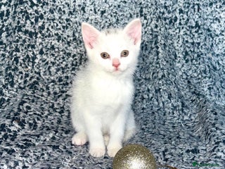 Turkish Angora cats X2 Turkish Angora Kittens - ready to leave! - Advert 1