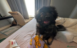 Caucasian Shepherd Dog dogs for sale: Caucasian shepherd  - Image 4