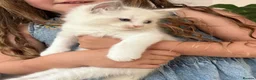 Ragdoll cats for sale: Ragdoll x Snow Bengal kittens 🐾 in Bude - Advert 9