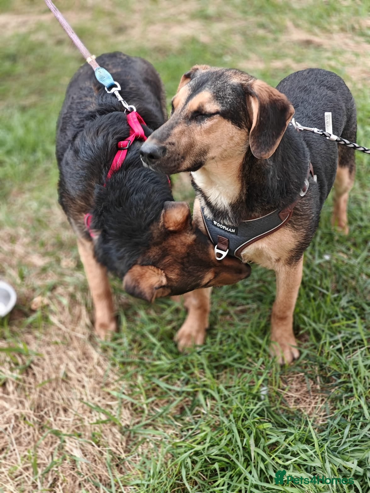 ️🐶 yasia — Mixed Breed