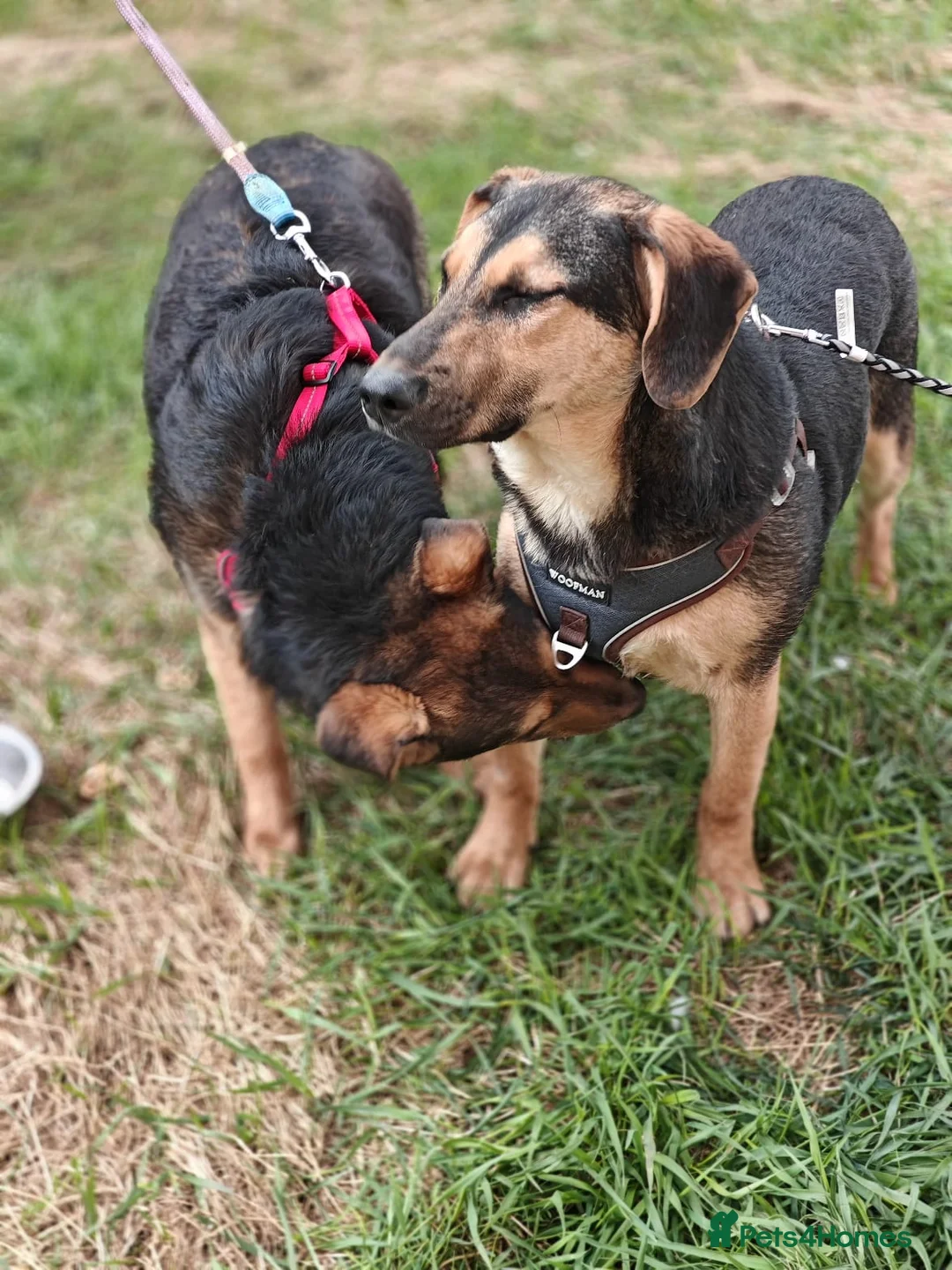 Mixed Breed dogs for adoption: ❤️🐶 YASIA – SHE CHOOSES PEOPLE OVER EVERYTHING in Burton-on-Trent - Advert 23