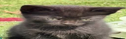 Mixed Breed cats for sale: Super Cute Tuxedo Kittens (Female) - Advert 6