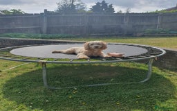 Cockapoo dogs for sale: 15 months Cockapoo F1 - Image 1