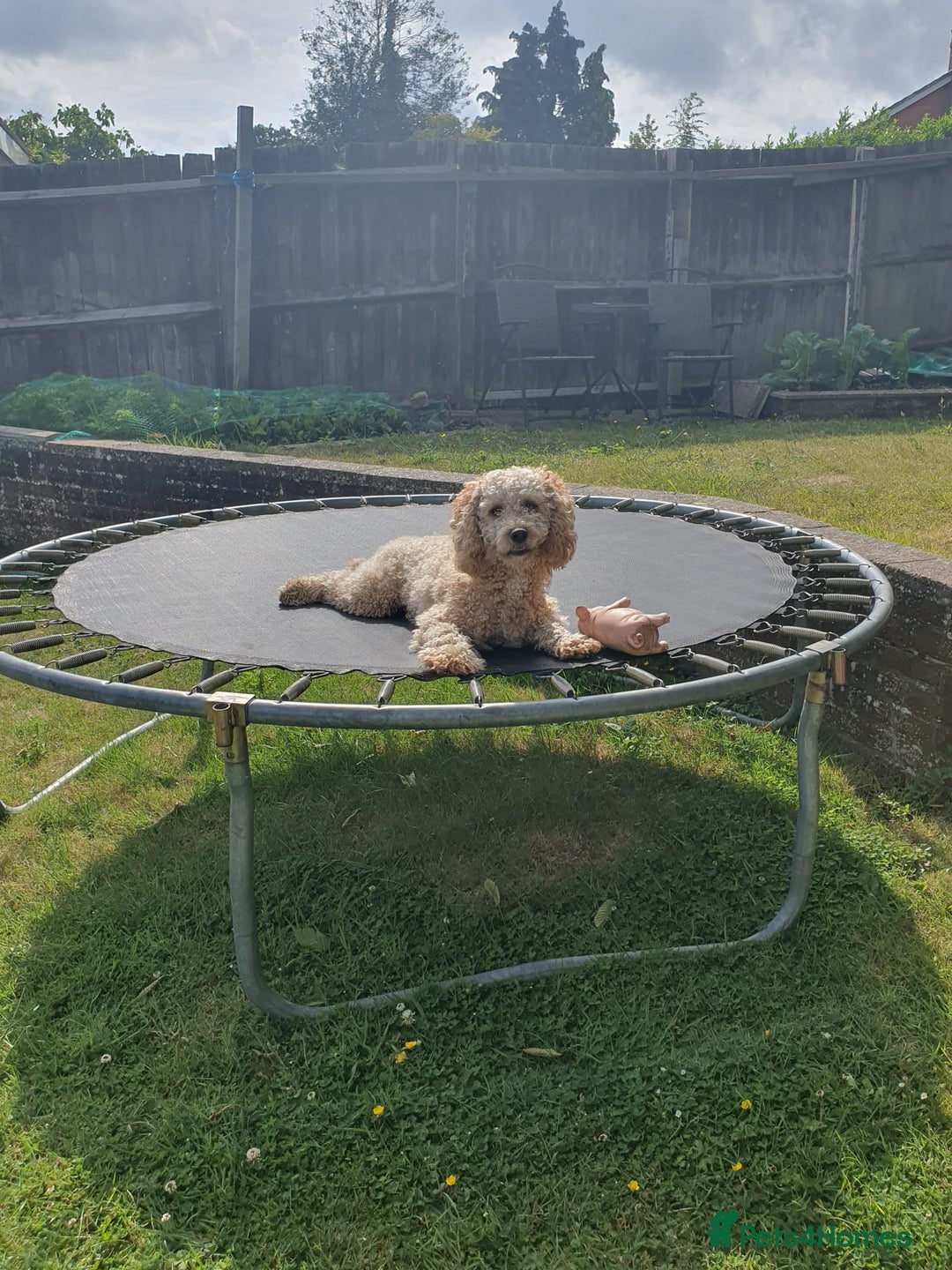 Cockapoo dogs for sale: 15 months Cockapoo F1 - Image 1