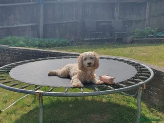 Cockapoo dogs - Advert 25