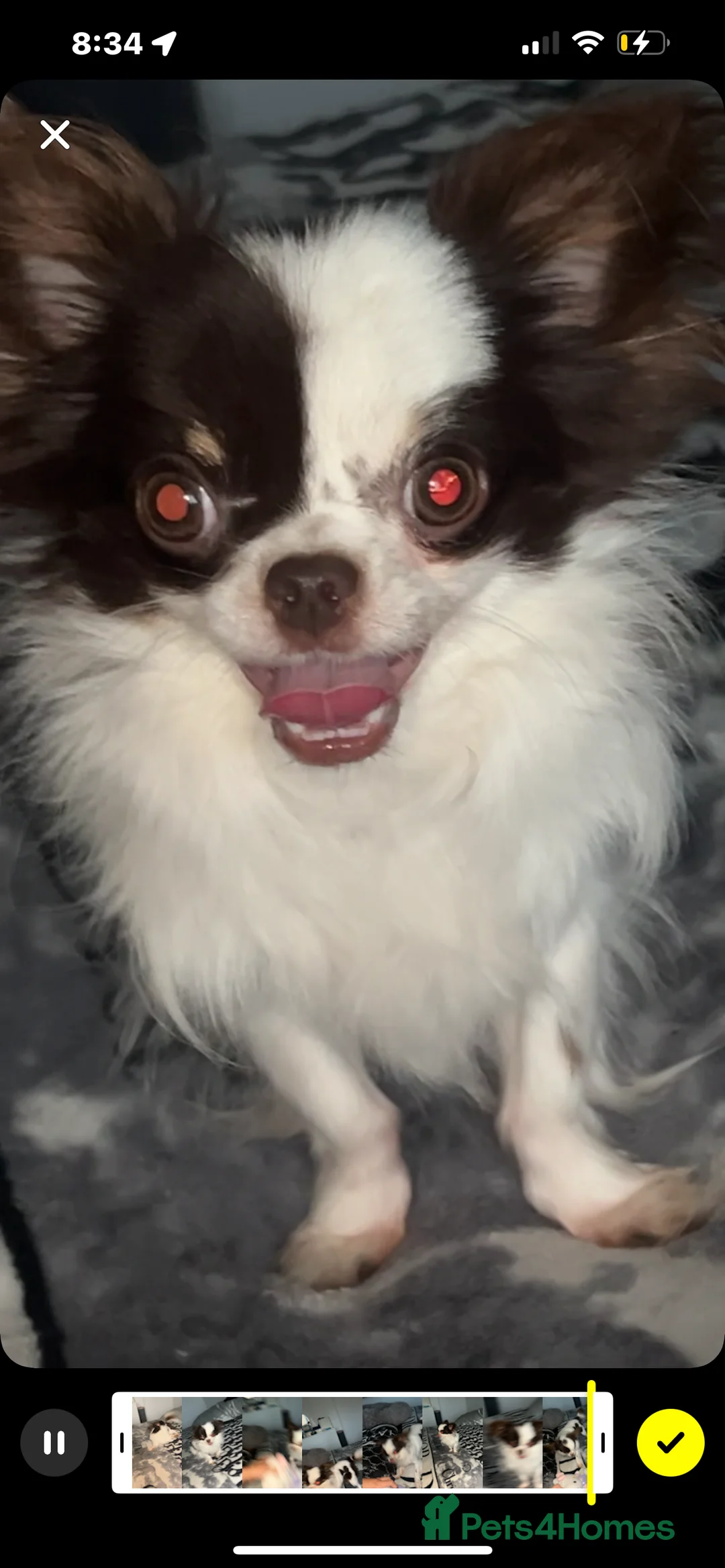 Chihuahua dogs for stud: For Stud  - Advert 7