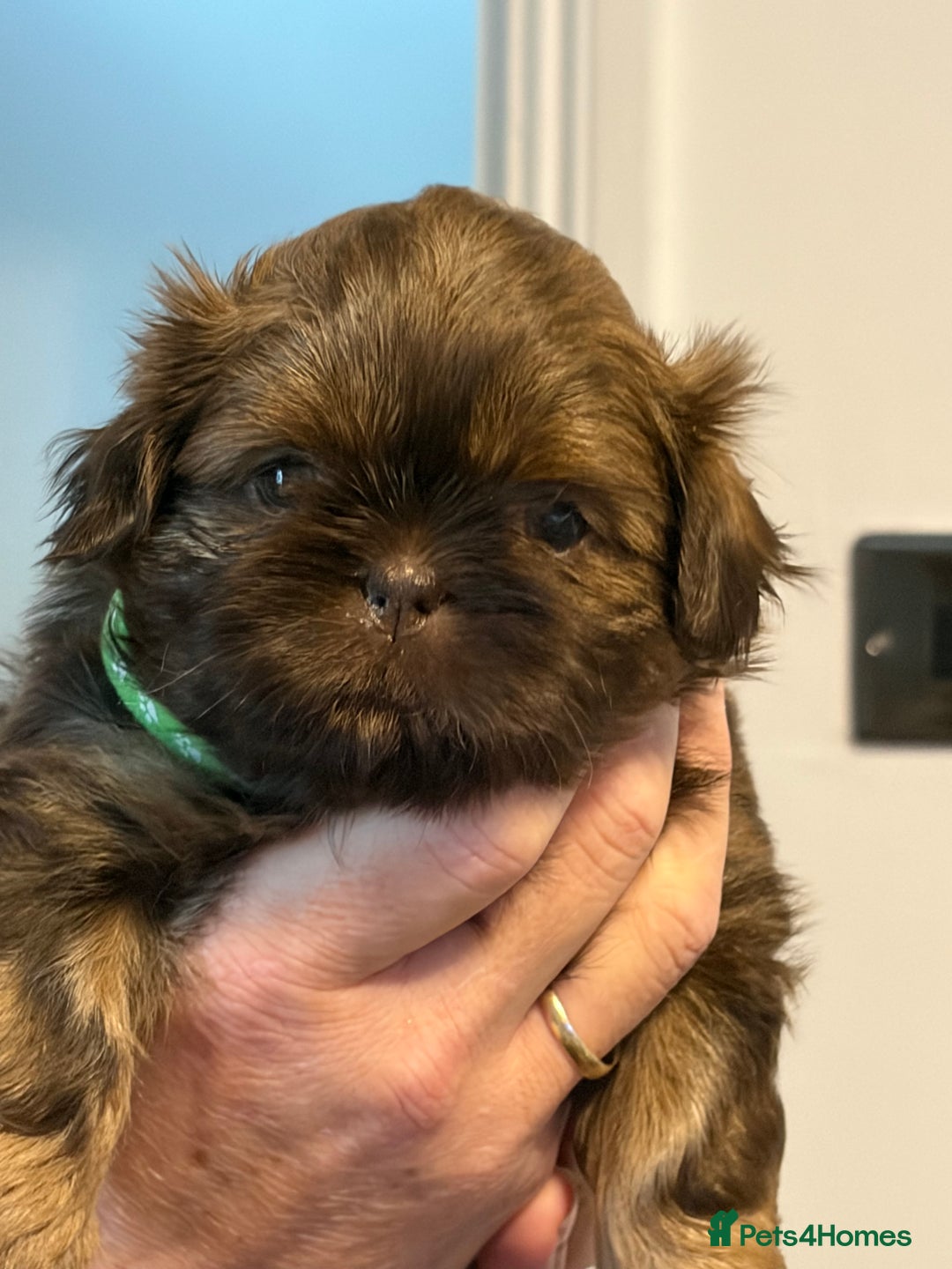 Shih Tzu dogs for sale: Imperial Shih Tzu  - Advert 5