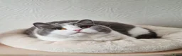 British Shorthair cats for sale: Two Beautiful British Shorthair Females  - Advert 17