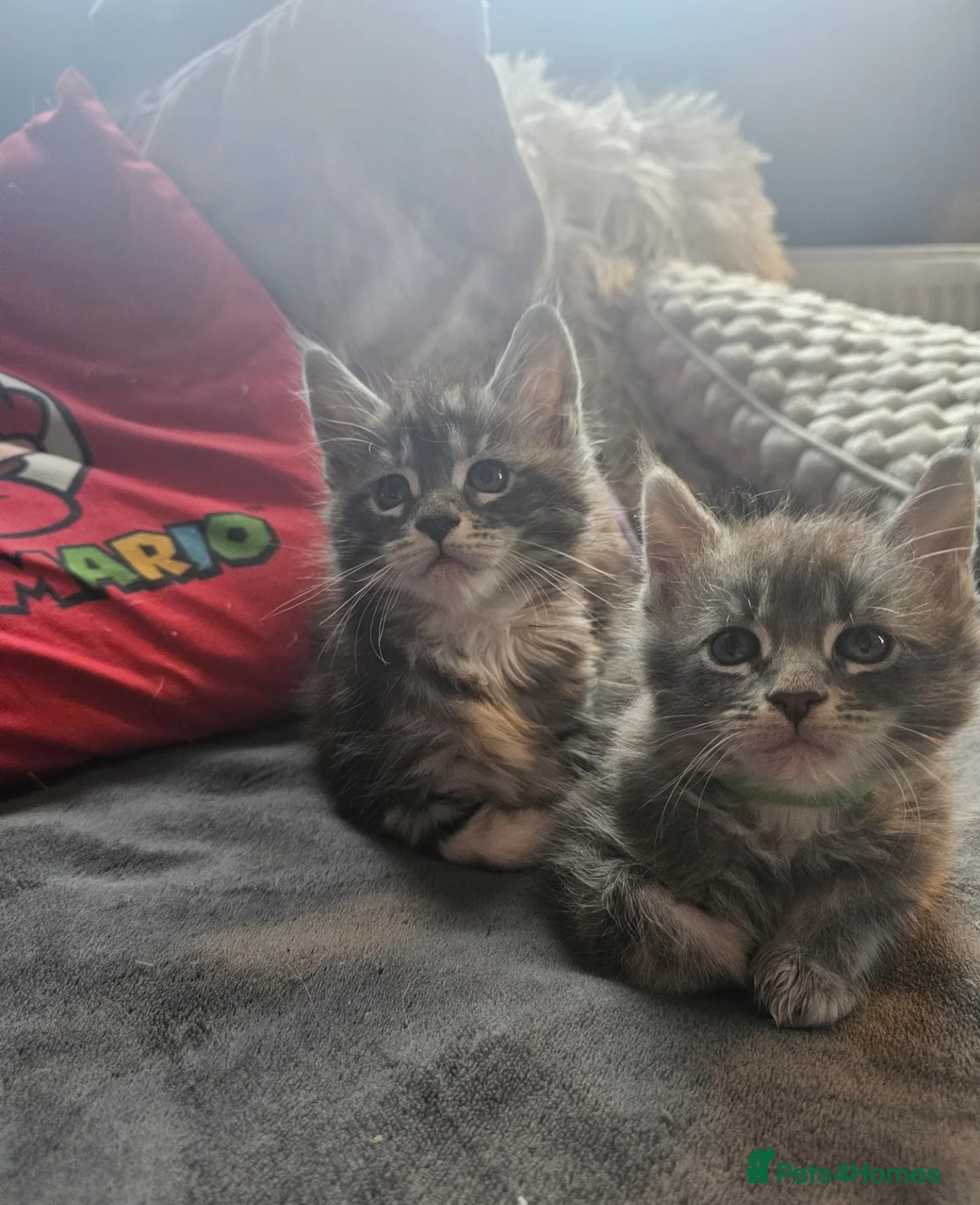Maine Coon cats for sale: Champion bloodline maine coon kittens TICA - Advert 21