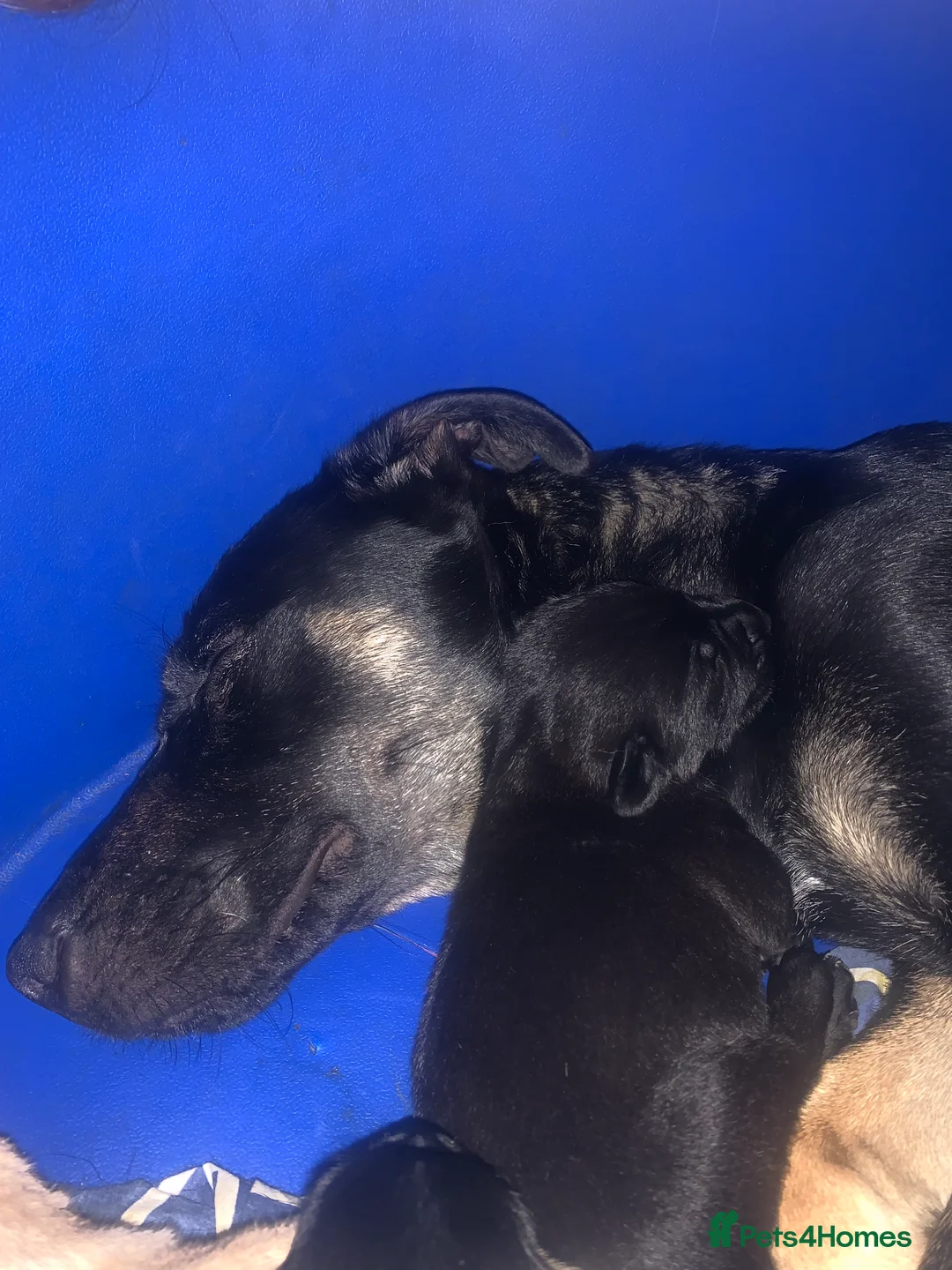 Mixed Breed dogs for sale: German Shepherd Cross staff - Advert 2
