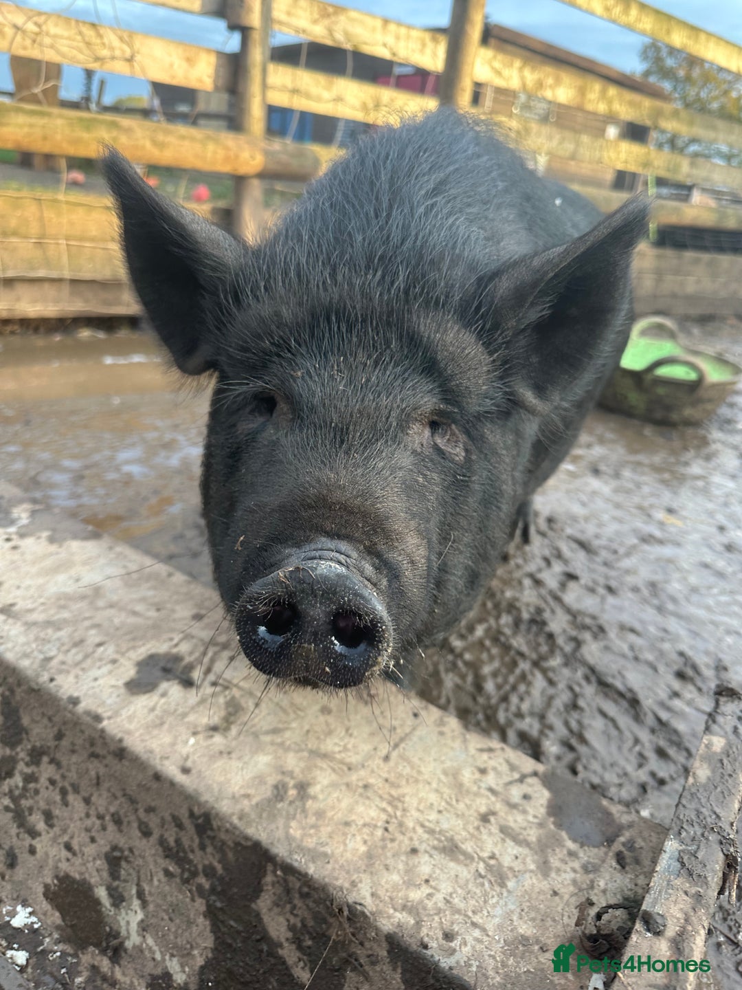 Pig livestock for sale: Micro pigs  - Advert 4