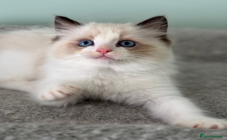 Ragdoll cats - Advert 10
