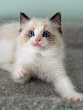 Ragdoll cats - Advert 16