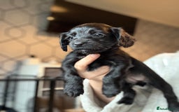Cockapoo dogs for sale: Cockapoo/sprocker ready to leave 1 male - Image 13