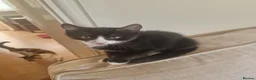 Mixed Breed cats for sale: Mother and 4 kittens in Leeds - Advert 6