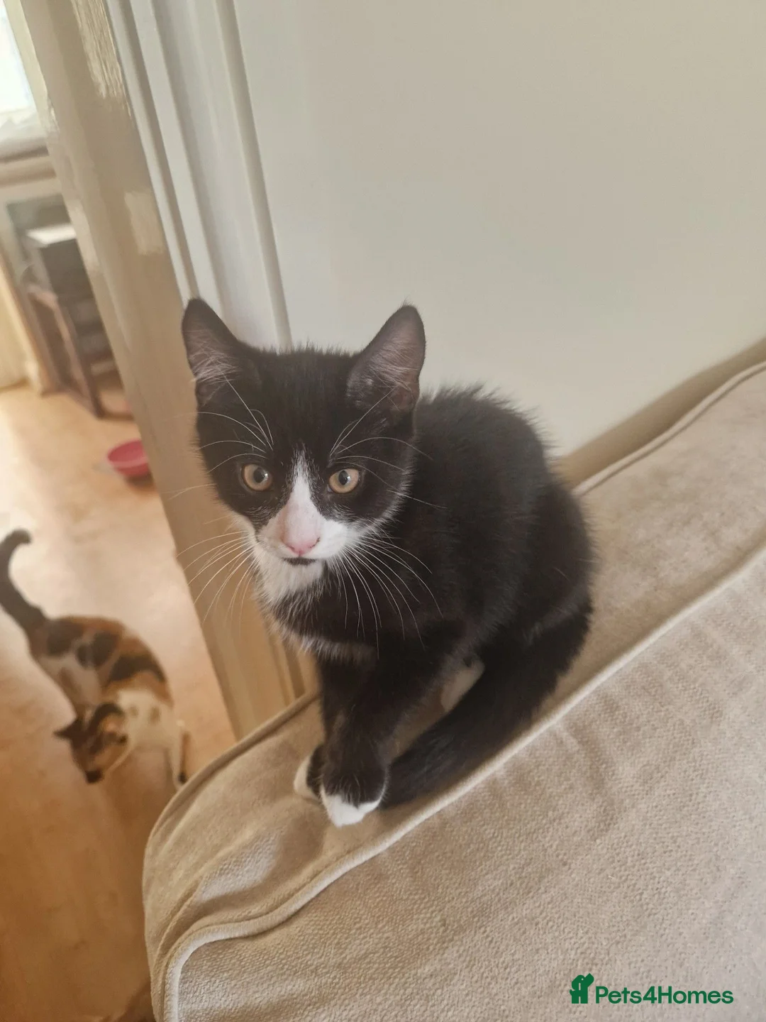 Mixed Breed cats for sale: Mother and 4 kittens in Leeds - Advert 6