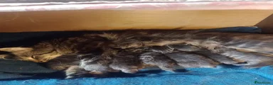Maine Coon 6