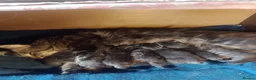 Maine Coon cats for sale: Maine Coon Kittens - Advert 6