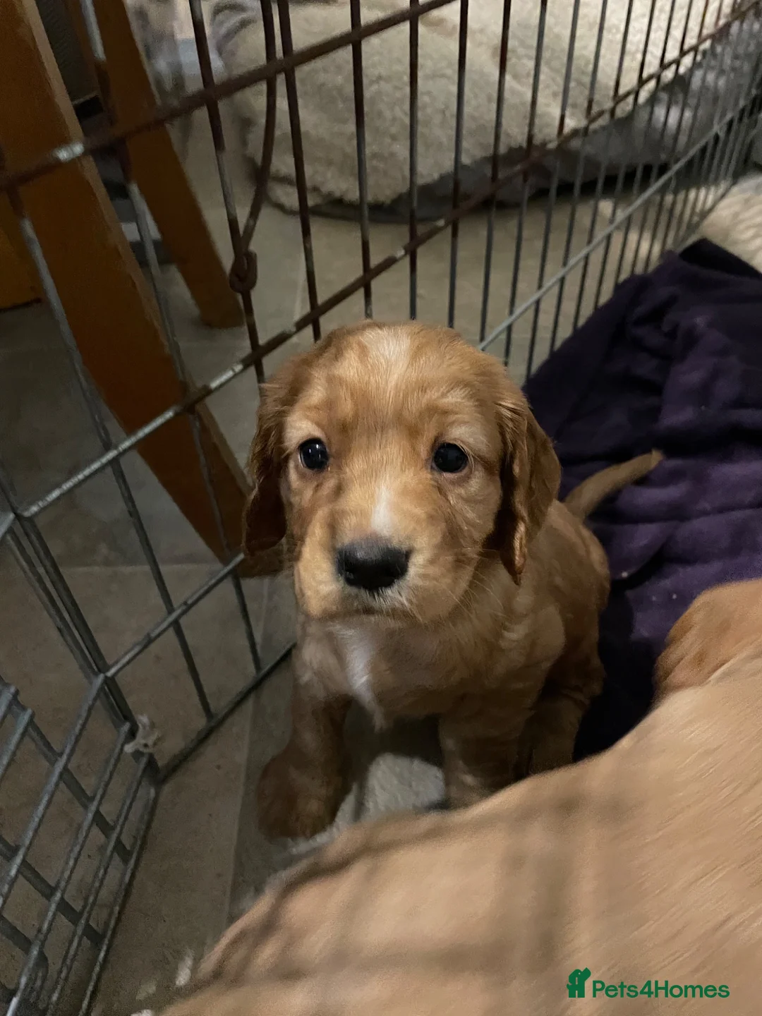 Cocker Spaniel dogs for sale: Honey the cocker spaniel pup - Advert 2