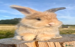 Angora rabbits for sale: Pedigree Full Faced & Maxi Faced English Angoras - Image 36