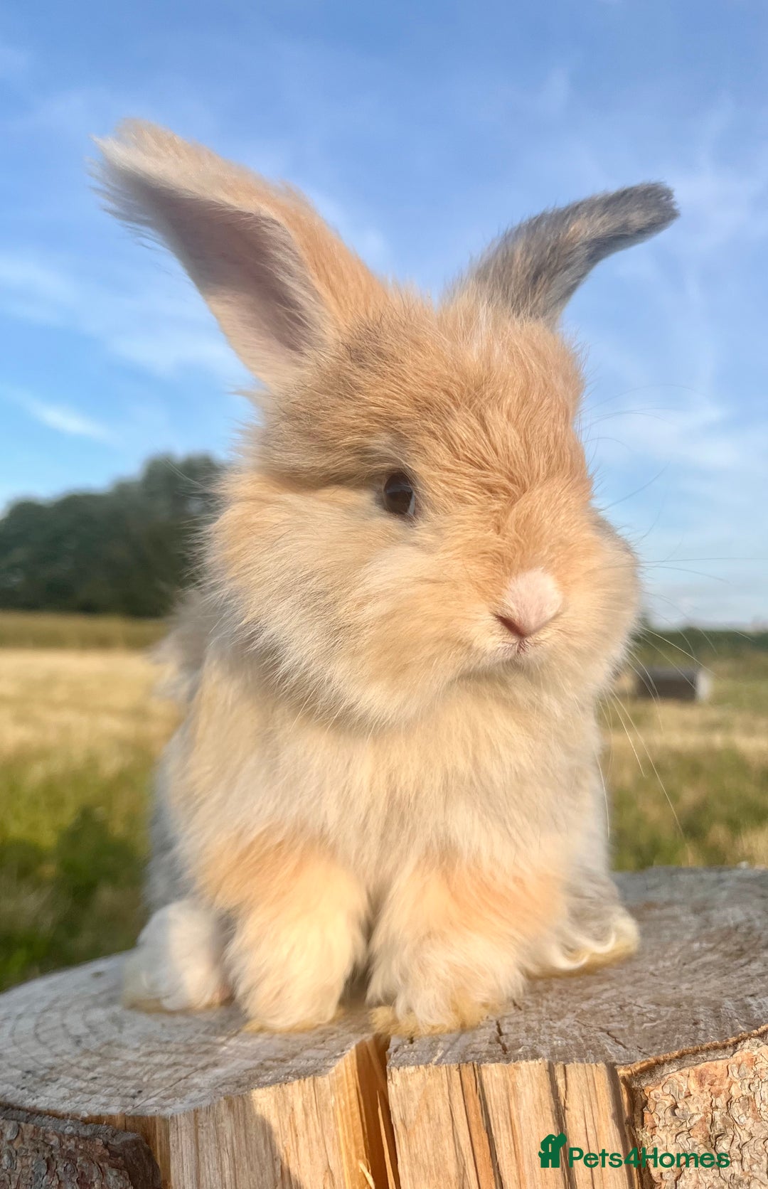 Angora rabbits for sale: Pedigree Full Faced & Maxi Faced English Angoras - Image 36