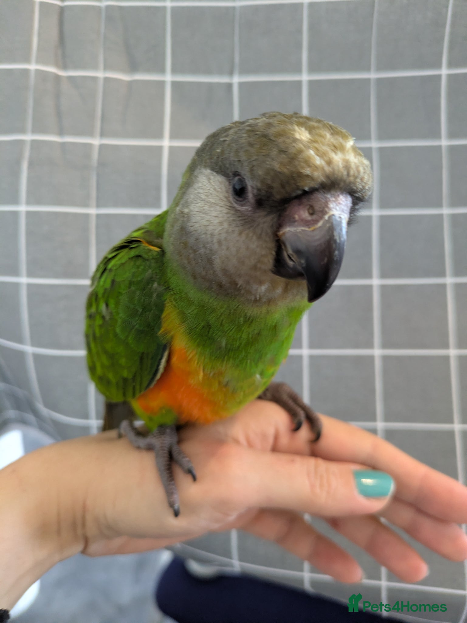 Parrots birds Senegal babies hand reared silly tamed  - Advert 4