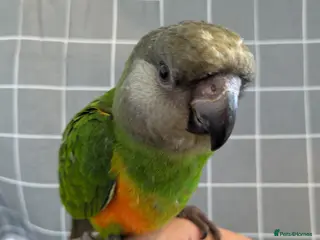 Parrots birds Senegal babies hand reared silly tamed - Advert 4