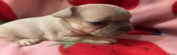 French Bulldog dogs for sale: KC French Bulldog puppies  - Advert 21