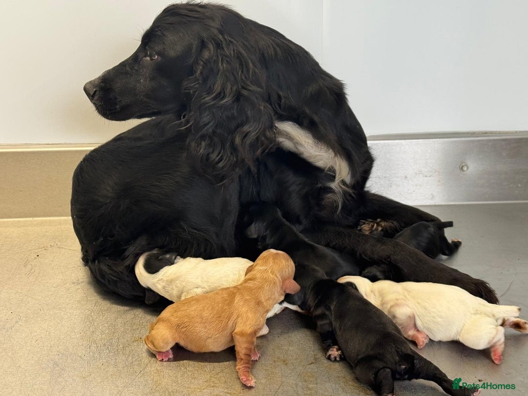 Cocker Spaniel dogs for sale: Wonderful Working Cocker Spaniel Puppies. 3 Boys - Image 6