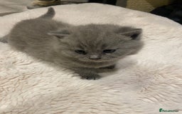 British Shorthair cats for sale: British Shorthair Cross Scottish Straight Kittens - Image 3
