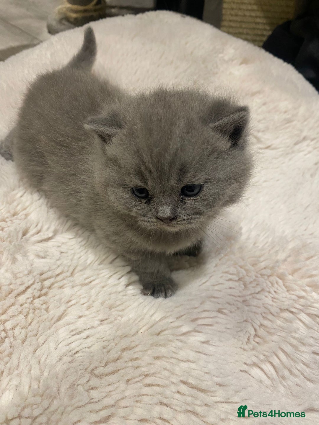British Shorthair cats for sale: British Shorthair Cross Scottish Straight Kittens - Image 3