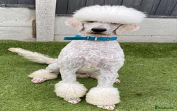Labradoodle dogs for sale:  Standard Labradoodle puppies  - Image 5