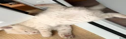 British Shorthair cats for sale: Cream British Shorthair Kitten Boy in Maidenhead - Advert 3