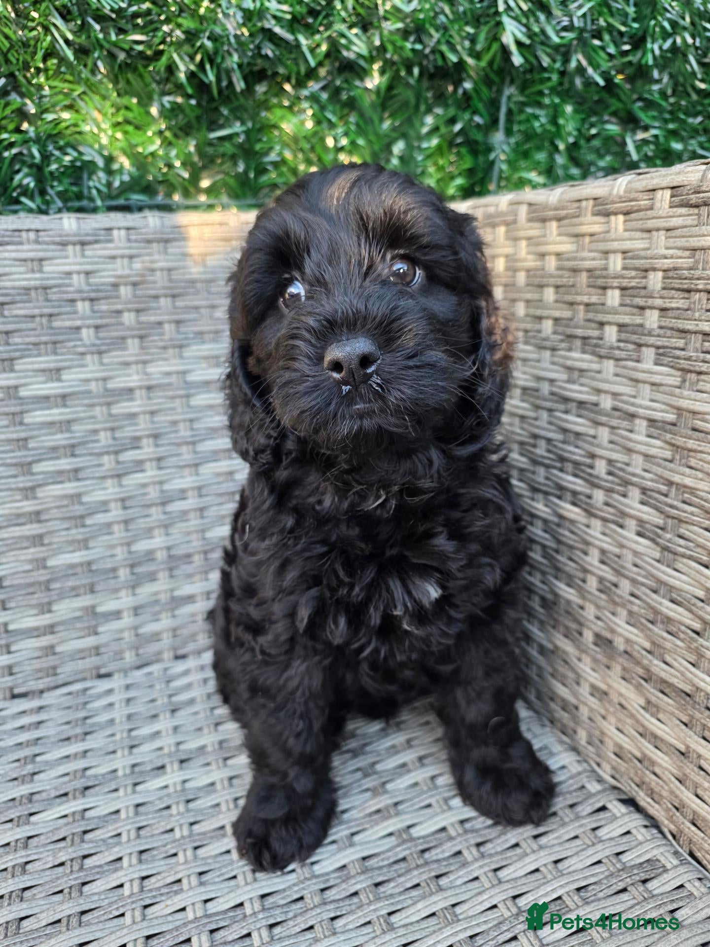 Labradoodle dogs £950 Stunning healthy playful F1b Labradoodle pups - Advert 5
