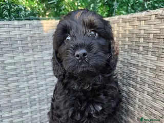 Labradoodle dogs £950 Stunning healthy playful F1b Labradoodle pups - Advert 5