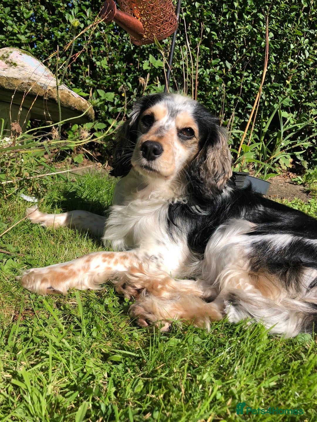 Cockapoo dogs for sale: F2 Cockapoo’s - Image 10