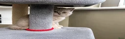 British Shorthair cats for sale: Beautiful lilac British short hair kittens - Advert 28