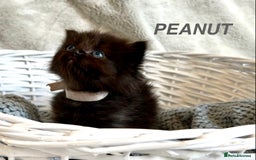Persian cats for sale: Absolutely Stunning litter of Persian/Ragdolls - Image 5