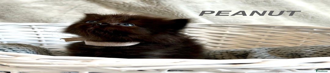 Persian Kitten 5 - Peanut