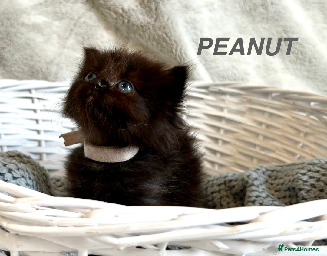 Persian cats for sale: Absolutely Stunning litter of Persian/Ragdolls - Image 5