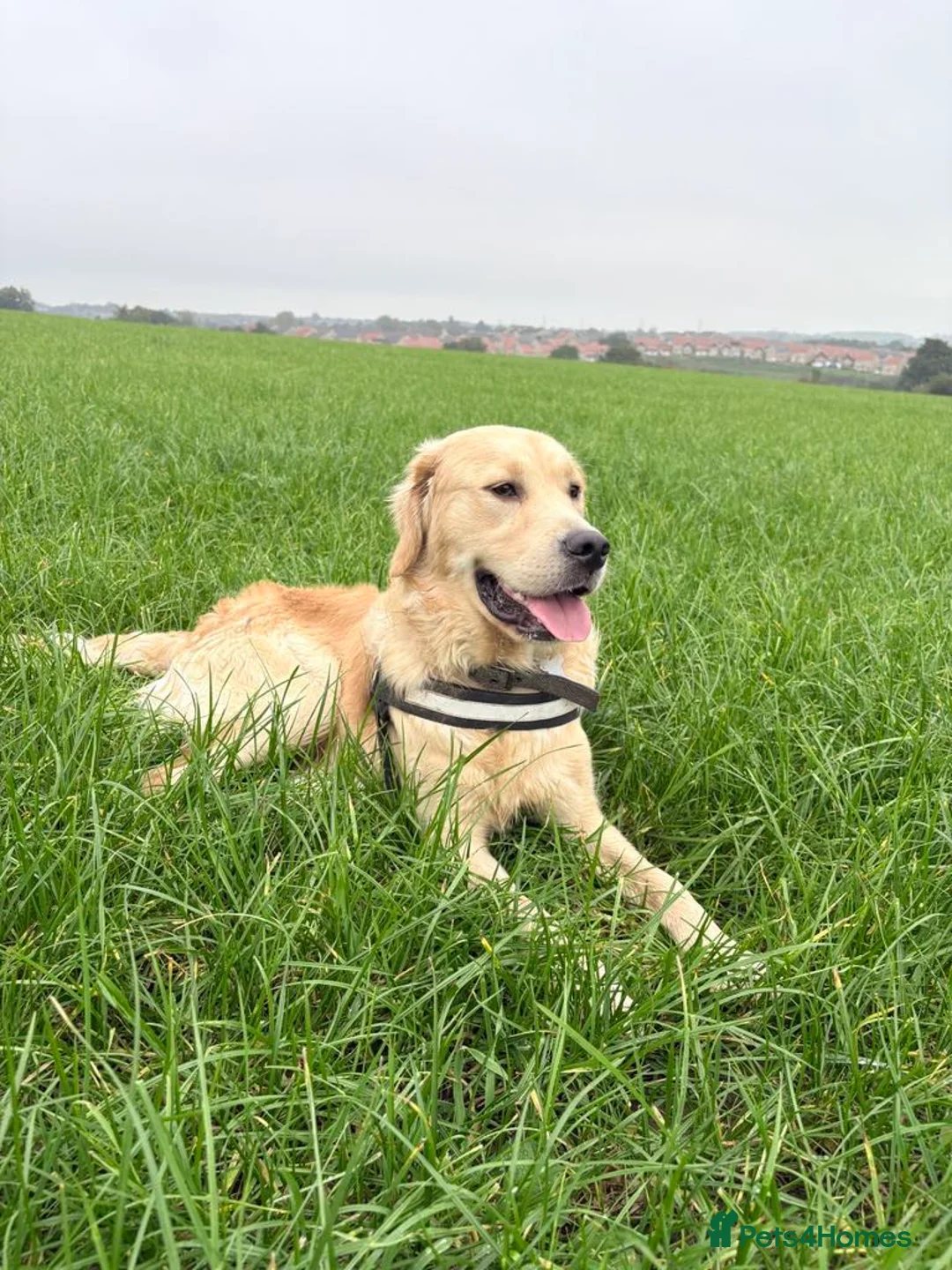Golden Retriever dogs for stud: Handsome Golden boy for stud  in Frome - Advert 4